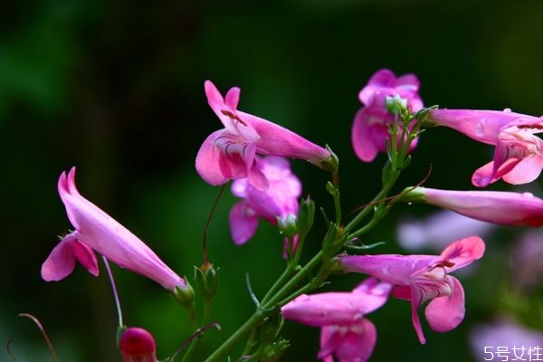 钓钟柳图片,紫花钓钟柳