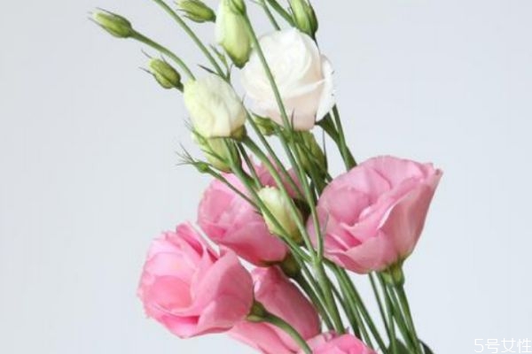 洋桔梗的种植方法和注意事项,洋桔梗怎么种植