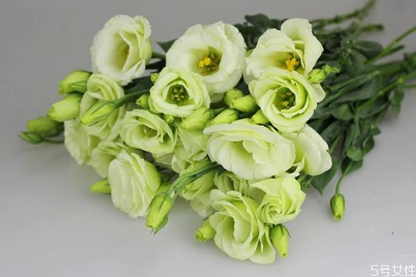 洋桔梗的功效和作用,桔梗是什么作用