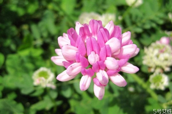 花冠的作用是啥,小冠花有毒吗