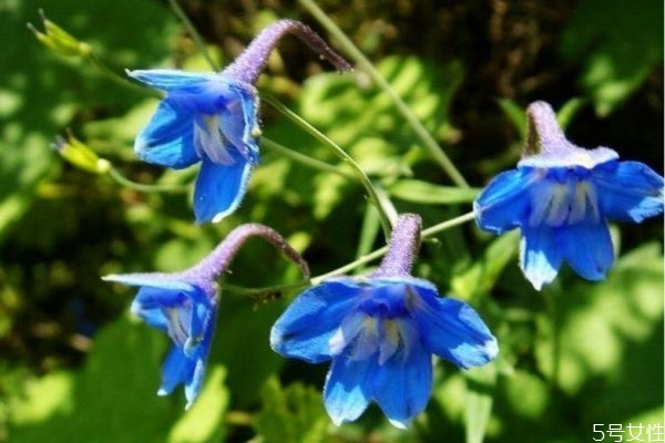 翠雀花有什么药用,翠雀的功效和作用