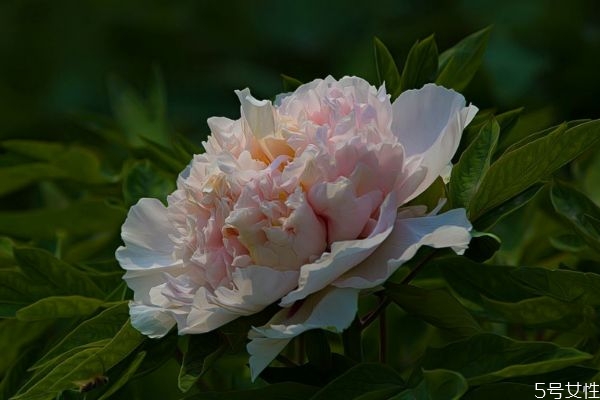 凤丹苗跟牡丹苗的区别,红毛丹在北方能种植吗