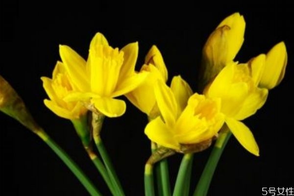 水仙和黄水仙的区别,黄水仙花的寓意 水仙和黄水仙的区别,黄水仙花的寓意