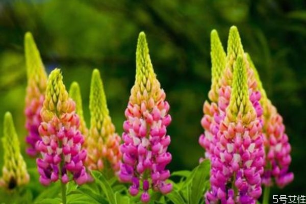 羽扇豆的种植方法,羽扇豆的养殖方法和注意事项