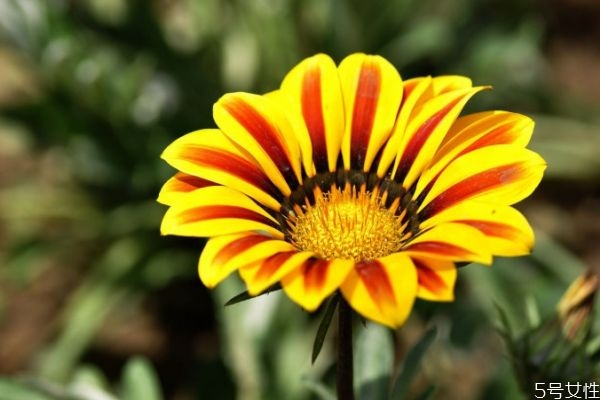 勋章菊一盆栽几颗,勋章菊要打顶吗