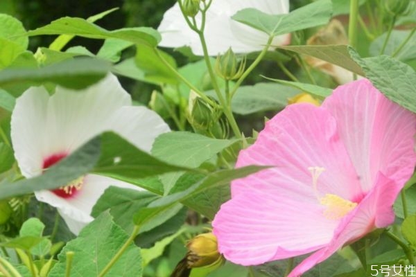 芙蓉葵的药用价值,芙蓉葵花的功效和作用