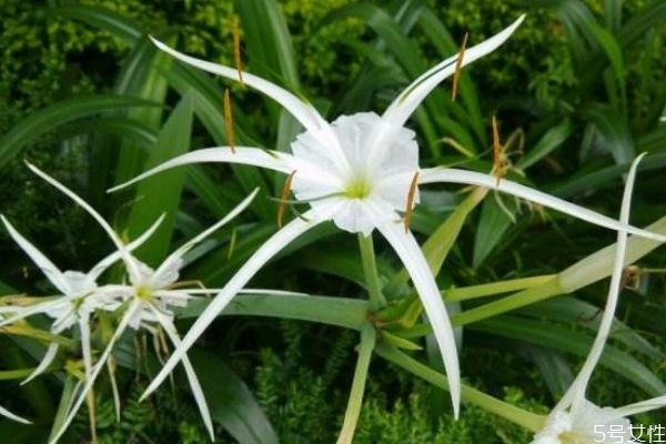 文殊兰用什么土栽种好,文殊兰的养殖方法和注意事项