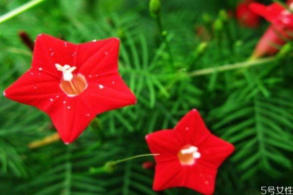 五星花的作用和用途,五星花代表了什么