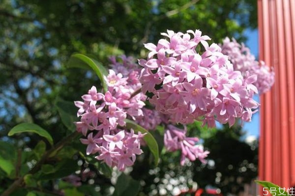 丁香有啥功效,丁香有什么药物功效