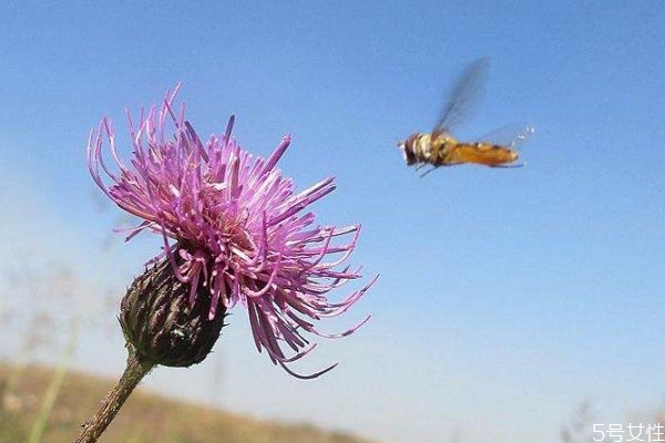风毛菊的功效,菊花的栽培需要什么样的环境