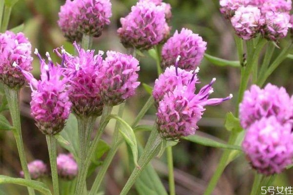 风毛菊的功效和作用,毛华菊的作用和功效