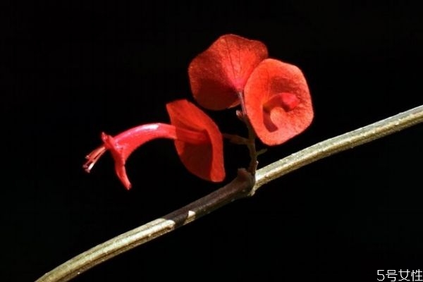 冬红花的养殖,番红花怎么过冬