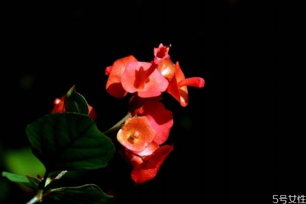 冬红果的功效和作用,红冬冬是什么意思