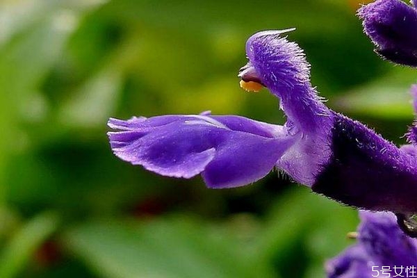 还亮草的功效和作用,这是什么草有什么作用