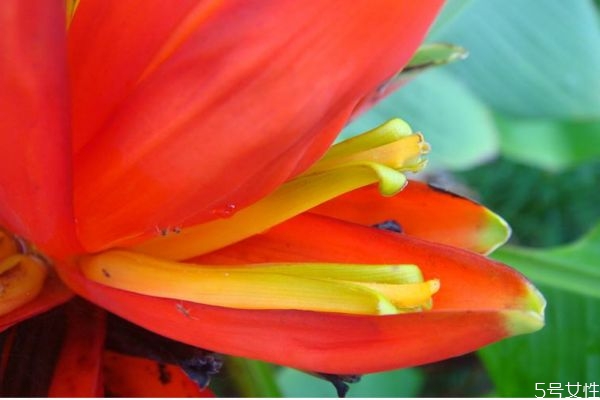 红蕉的功效,红香蕉有什么功效和作用