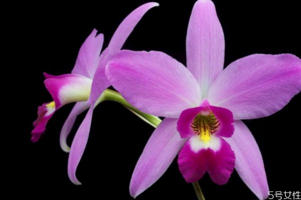 如何种植卡特兰,种植卡特兰用什么植料 如何种植卡特兰,种植卡特兰用什么植料