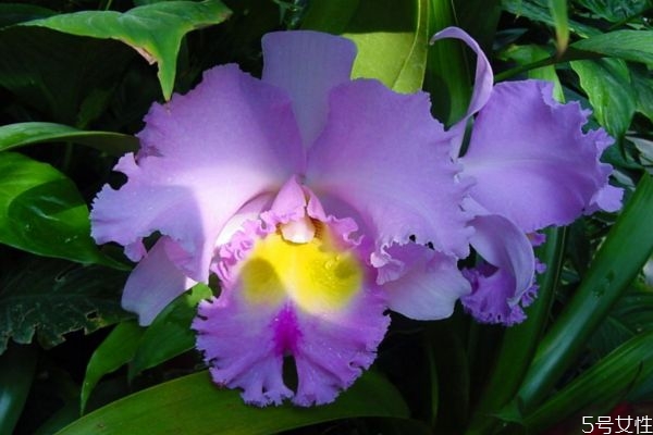 可兰特的功效和作用,可兰特作用 可兰特的功效和作用,可兰特作用