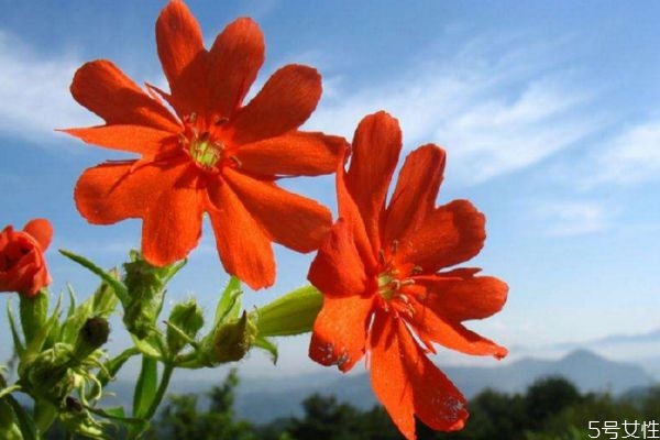 什么是剪秋罗,剪秋罗的意思 什么是剪秋罗,剪秋罗的意思