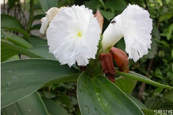 闭鞘姜的功效和作用,闭鞘姜的食用方法