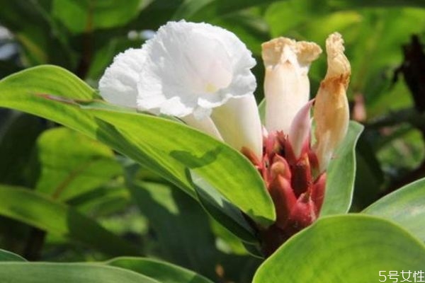 闭鞘姜的功效和作用,闭鞘姜怎么吃