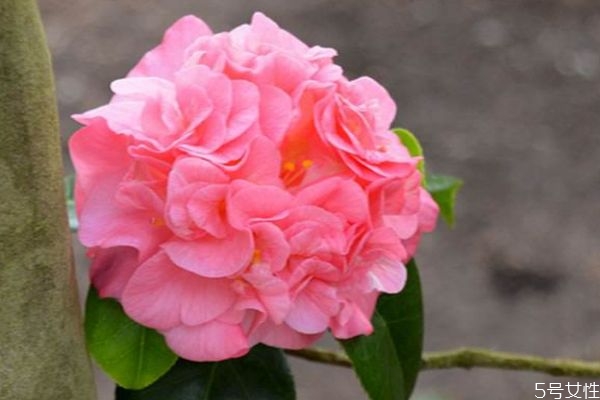 滇山茶的功效和作用,滇茶的功效和作用