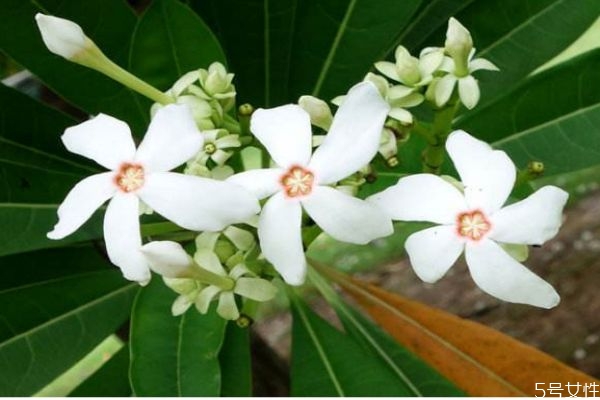 海棠果有什么功效,海果是什么