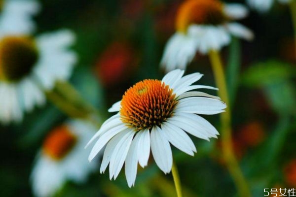 松果菊的作用,松果菊的药用价值