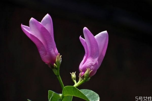 桉叶有什么功效,桉叶的功效和用法