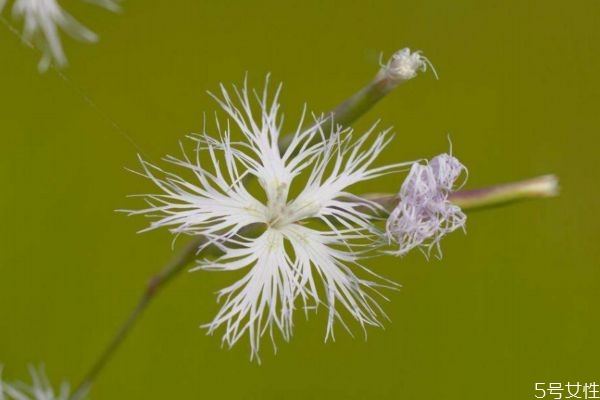 瞿麦的作用,瞿麦的功效和作用点