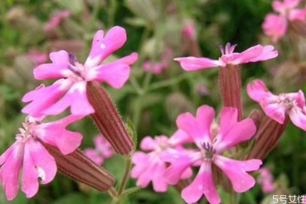 矮雪轮图片 矮雪轮图片