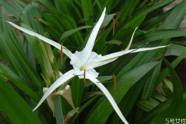 水鬼蕉的功效和作用,水鬼蕉药用