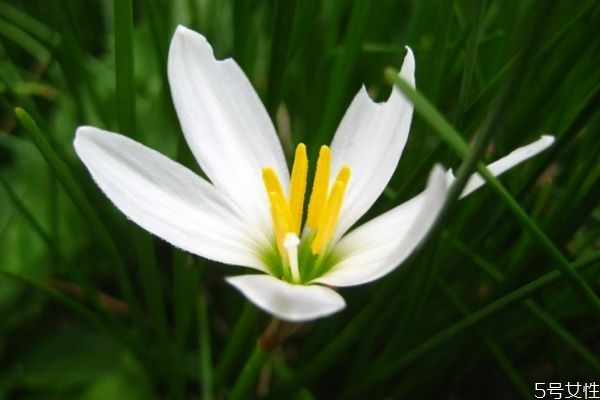 葱莲的功效和作用大全,葱莲的药用功效 葱莲的功效和作用大全,葱莲的药用功效