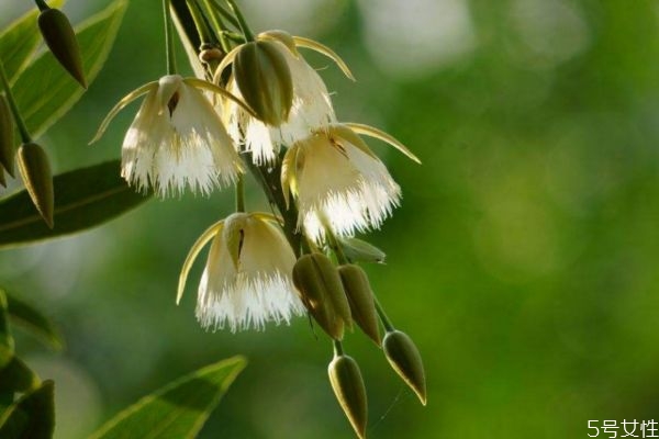 水榕怎么种植在石头上,水石榕生长特征 水榕怎么种植在石头上,水石榕生长特征