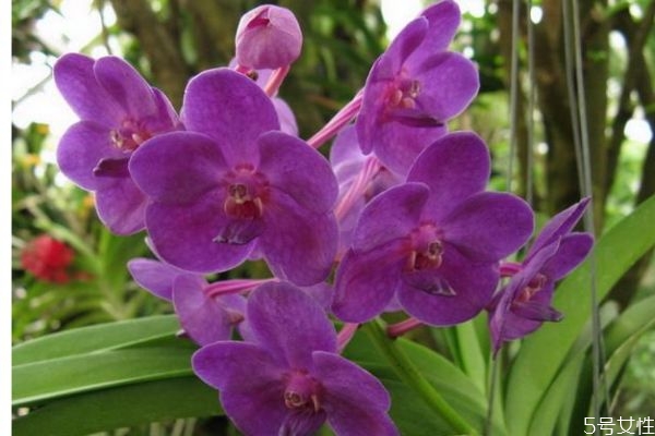 万代兰几月份开花,千代兰花期