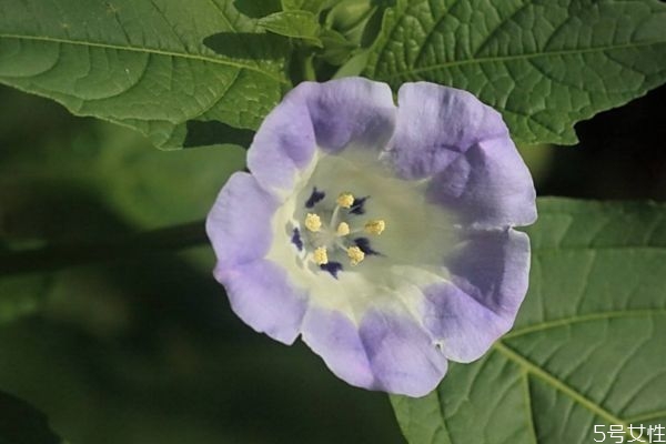 酸浆是什么,假酸浆危害