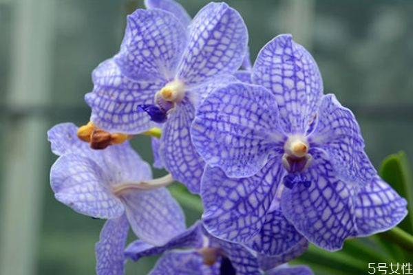 万代兰属于什么兰,万代兰和千代兰的区别 万代兰属于什么兰,万代兰和千代兰的区别