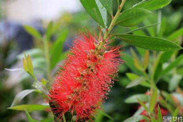 红千层的功效和作用,红千层的药用价值 红千层的功效和作用,红千层的药用价值