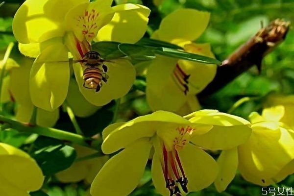 中药云实功效和作用,绍实有什么作用