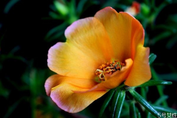 午时花的功效和作用,什么叫午时花