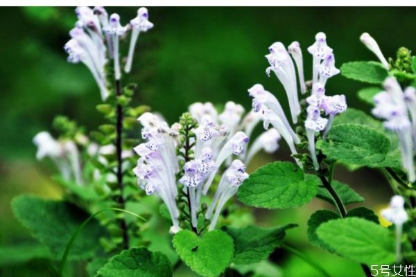 韩信草的功效和作用,韩信草副作用