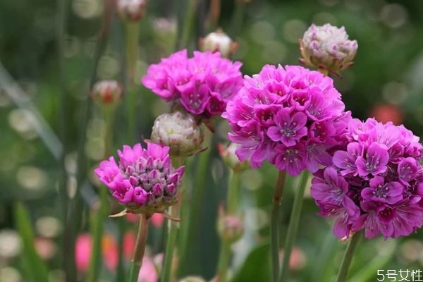 海玉竹的功效和作用,石竹的作用和功效