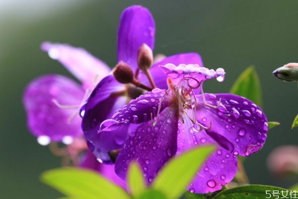 野牡丹的功效,野牡丹果实有什么功效