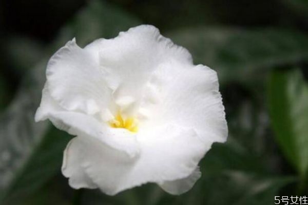 狗牙花的养殖方法和注意事项,狗牙花怎样繁殖,什么时候最好?