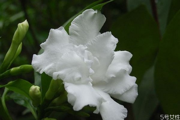 狗牙花的功效和作用,狗牙花对人身体有害吗 狗牙花的功效和作用,狗牙花对人身体有害吗