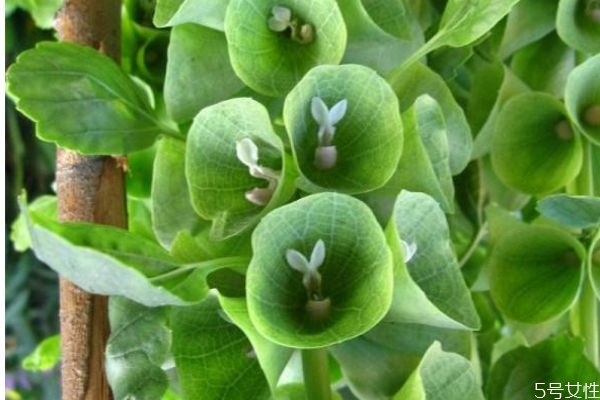 贝壳放到土里养花行吗,贝壳粉养花