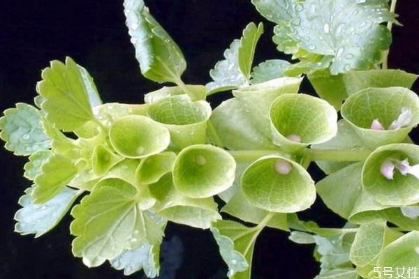 贝壳放花盆里有什么作用,贝壳花的花语