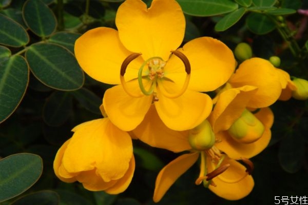 槐黄什么功效,黄花槐的作用和功效