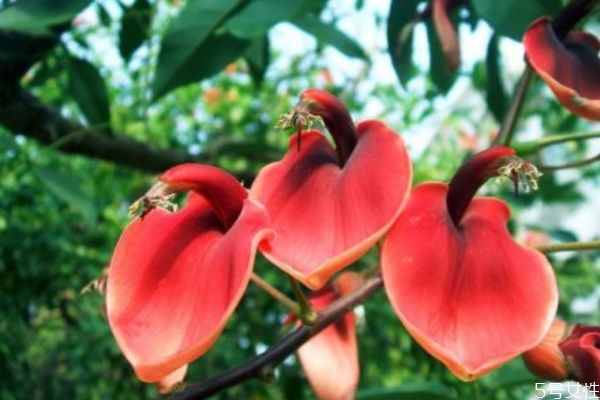 刺桐的功效和作用,刺桐树的功效和作用