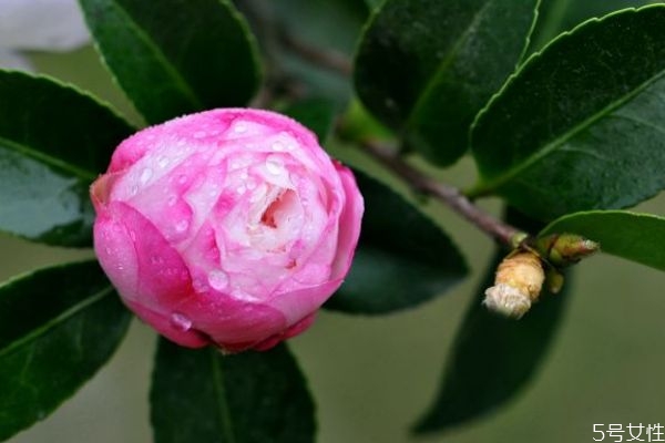 莓茶有什么功效作用,茶梅的功效和作用 莓茶有什么功效作用,茶梅的功效和作用