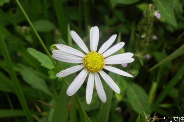 白晶菊开花时间,白晶菊一年开几次花